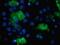TBC1 Domain Family Member 4 antibody, NBP2-00597, Novus Biologicals, Immunocytochemistry image 