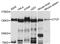 CCCTC-Binding Factor antibody, MBS127321, MyBioSource, Western Blot image 