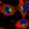 LMX1A antibody, HPA028051, Atlas Antibodies, Immunofluorescence image 
