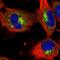 LIM homeobox transcription factor 1-alpha antibody, HPA028051, Atlas Antibodies, Immunofluorescence image 