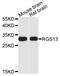 Regulator Of G Protein Signaling 13 antibody, orb373030, Biorbyt, Western Blot image 