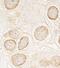 Torsin 1A Interacting Protein 1 antibody, NBP1-19123, Novus Biologicals, Immunohistochemistry frozen image 