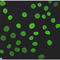 Lamin A/C antibody, LS-C813039, Lifespan Biosciences, Immunofluorescence image 