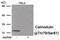 Calmodulin antibody, 80-027, ProSci, Western Blot image 