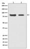 Mitofusin 2 antibody, M00461, Boster Biological Technology, Western Blot image 
