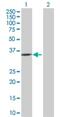 Serine Racemase antibody, H00063826-D01P, Novus Biologicals, Western Blot image 