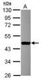 Exocyst Complex Component 4 antibody, NBP2-20283, Novus Biologicals, Western Blot image 