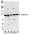 Hexokinase 1 antibody, NBP2-32166, Novus Biologicals, Western Blot image 