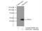 High Mobility Group 20A antibody, 12085-2-AP, Proteintech Group, Immunoprecipitation image 