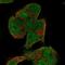 Kinesin Family Member 5A antibody, NBP2-57903, Novus Biologicals, Immunocytochemistry image 