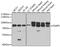 Guanine Monophosphate Synthase antibody, GTX33223, GeneTex, Western Blot image 