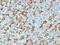 CD11C antibody, GTX34455, GeneTex, Immunohistochemistry paraffin image 