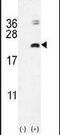 Interleukin 17F antibody, PA5-24441, Invitrogen Antibodies, Western Blot image 