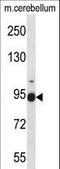 Fibulin 1 antibody, LS-C166063, Lifespan Biosciences, Western Blot image 