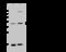 Adenosine Deaminase TRNA Specific 3 antibody, 102768-T40, Sino Biological, Western Blot image 