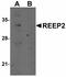 Receptor expression-enhancing protein 2 antibody, LS-C108529, Lifespan Biosciences, Western Blot image 