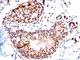 Small Ubiquitin Like Modifier 1 antibody, NBP2-45337, Novus Biologicals, Immunohistochemistry frozen image 