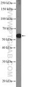 Paired Box 3 antibody, 51036-2-AP, Proteintech Group, Western Blot image 