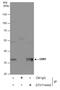 Guanine nucleotide-binding protein G(I)/G(S)/G(T) subunit beta-1 antibody, GTX114442, GeneTex, Immunoprecipitation image 