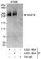 Microtubule Associated Serine/Threonine Kinase 2 antibody, A302-188A, Bethyl Labs, Immunoprecipitation image 
