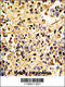 Membrane Metalloendopeptidase antibody, 62-828, ProSci, Immunohistochemistry paraffin image 