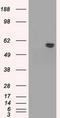 AKT Serine/Threonine Kinase 2 antibody, LS-C114904, Lifespan Biosciences, Western Blot image 