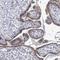 Solute Carrier Family 13 Member 4 antibody, HPA048582, Atlas Antibodies, Immunohistochemistry frozen image 