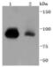 Signal Transducer And Activator Of Transcription 5B antibody, NBP2-67795, Novus Biologicals, Western Blot image 