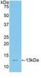 Transcription factor 20 antibody, LS-C296732, Lifespan Biosciences, Western Blot image 