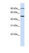 STAM Binding Protein antibody, NBP1-58334, Novus Biologicals, Western Blot image 