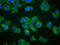 Protein cTAGE-2 antibody, orb422944, Biorbyt, Immunofluorescence image 