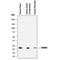 Th1 antibody, AF3168, R&D Systems, Western Blot image 