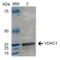 Voltage Dependent Anion Channel 1 antibody, SPC-695D-A594, StressMarq, Western Blot image 