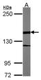 WD Repeat Domain 62 antibody, NBP2-20897, Novus Biologicals, Western Blot image 