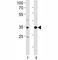 ATF4 antibody, F42021-0.4ML, NSJ Bioreagents, Western Blot image 