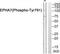 Ephrin type-A receptor 7 antibody, TA313830, Origene, Western Blot image 