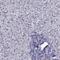 Transmembrane Channel Like 3 antibody, PA5-59201, Invitrogen Antibodies, Immunohistochemistry paraffin image 