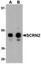 Secernin 2 antibody, orb75461, Biorbyt, Western Blot image 