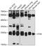 Syntaxin 8 antibody, GTX64943, GeneTex, Western Blot image 