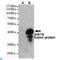 Sirtuin 6 antibody, LS-C813115, Lifespan Biosciences, Western Blot image 