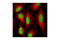 Regulator Of Chromosome Condensation 2 antibody, 3667S, Cell Signaling Technology, Immunocytochemistry image 