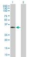 Copine 5 antibody, H00057699-B01P, Novus Biologicals, Western Blot image 