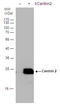 Centrin-2 antibody, GTX129709, GeneTex, Western Blot image 