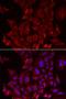 Pannexin 1 antibody, LS-C334871, Lifespan Biosciences, Immunofluorescence image 