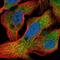 Crystallin Alpha A antibody, PA5-65192, Invitrogen Antibodies, Immunofluorescence image 