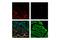 Actin Alpha 2, Smooth Muscle antibody, 60839S, Cell Signaling Technology, Immunofluorescence image 