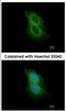 Transmembrane Serine Protease 5 antibody, NBP2-20474, Novus Biologicals, Immunocytochemistry image 