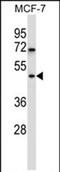 WD Repeat Domain 88 antibody, PA5-71825, Invitrogen Antibodies, Western Blot image 