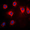 Mitogen-Activated Protein Kinase Kinase Kinase 8 antibody, LS-C353944, Lifespan Biosciences, Immunofluorescence image 