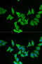 Motilin antibody, 22-179, ProSci, Immunofluorescence image 